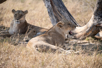 Lions in BWA