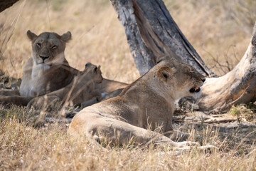 Lions in BWA