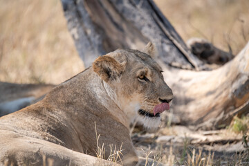 Lions in BWA