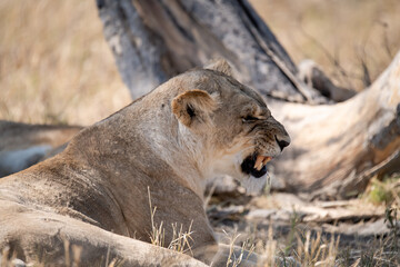 Lions in BWA