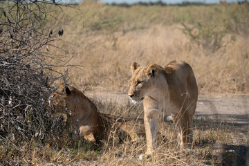 Lions in BWA