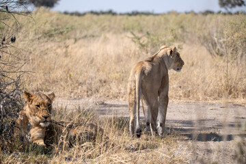 Lions in BWA