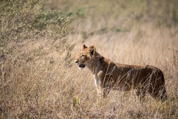 Lions in BWA