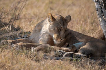 Lions in BWA