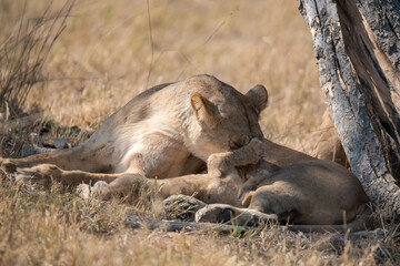 Lions in BWA