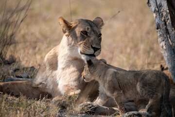 Lions in BWA