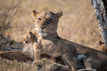 Lions in BWA