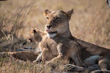 Lions in BWA
