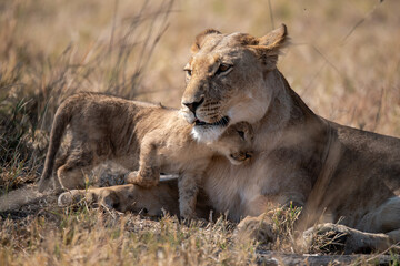 Lions in BWA