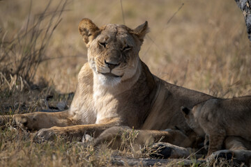 lions in BWA