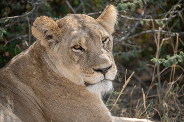 lions in BWA