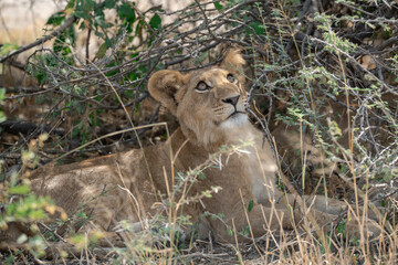 lions in BWA