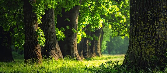 Trees of considerable height with robust trunks and lush green foliage enrich the copy space image