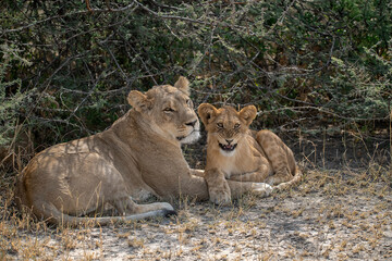 lions in BWA