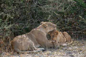 lions in BWA