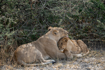 lions in BWA