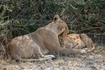 lions in BWA