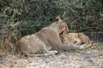 lions in BWA