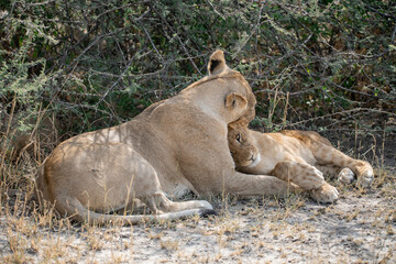 lions in BWA