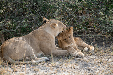 lions in BWA