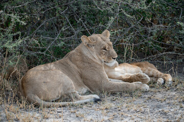lions in BWA