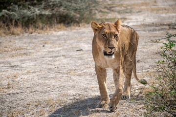 lions in BWA