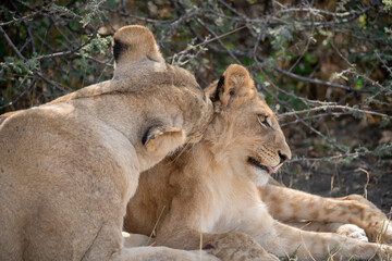 lions in BWA