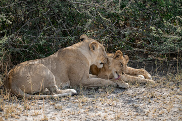 lions in BWA