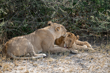lions in BWA