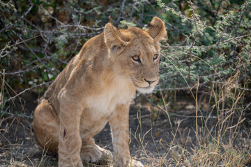 lions in BWA