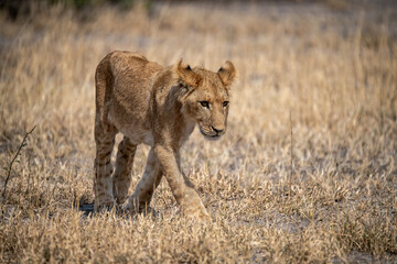 lions in BWA