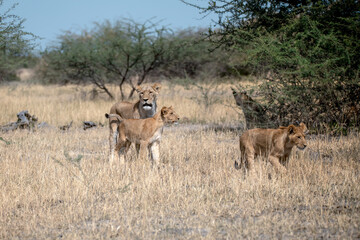 lions in BWA