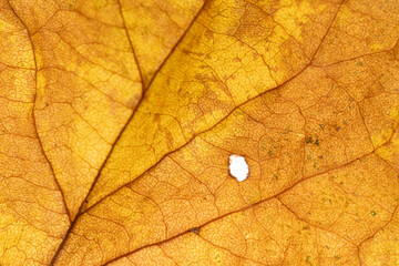Obraz premium 陽に透ける黄色い葉の葉脈