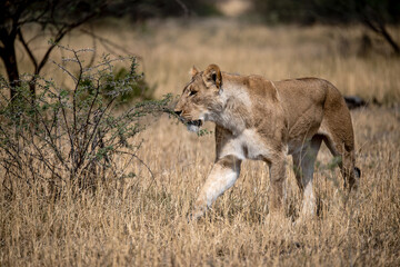 lions in BWA