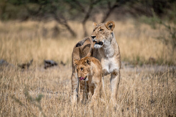 lions in BWA