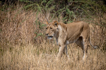 lions in BWA