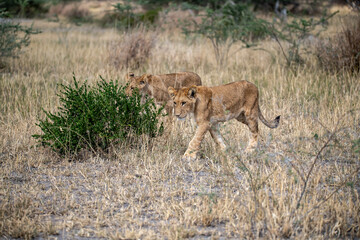 lions in BWA