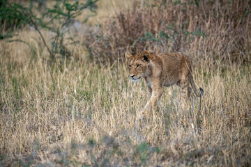 lions in BWA