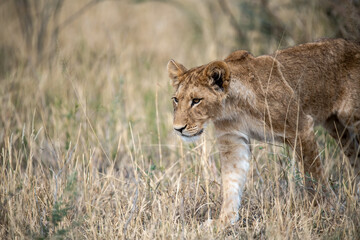 lions in BWA