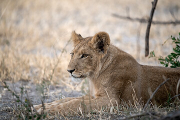 lions in BWA