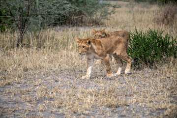 lions in BWA