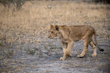 lions in BWA