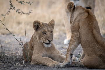 lions in BWA