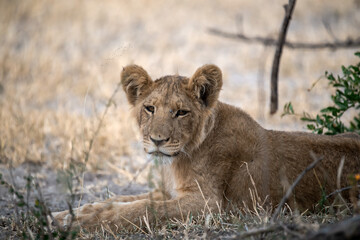 lions in BWA