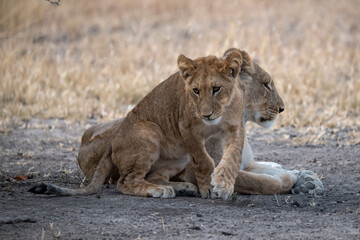 lions in BWA