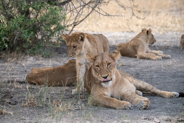lions in BWA