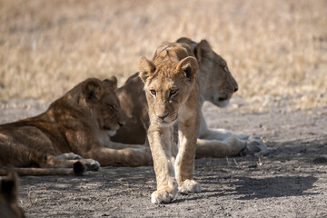Lions in BWA