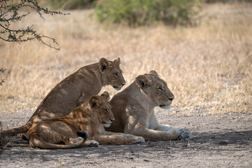 Lions in BWA