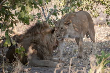 Lions in BWA