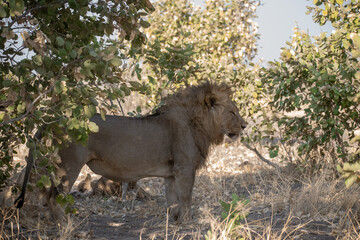 Lions in BWA